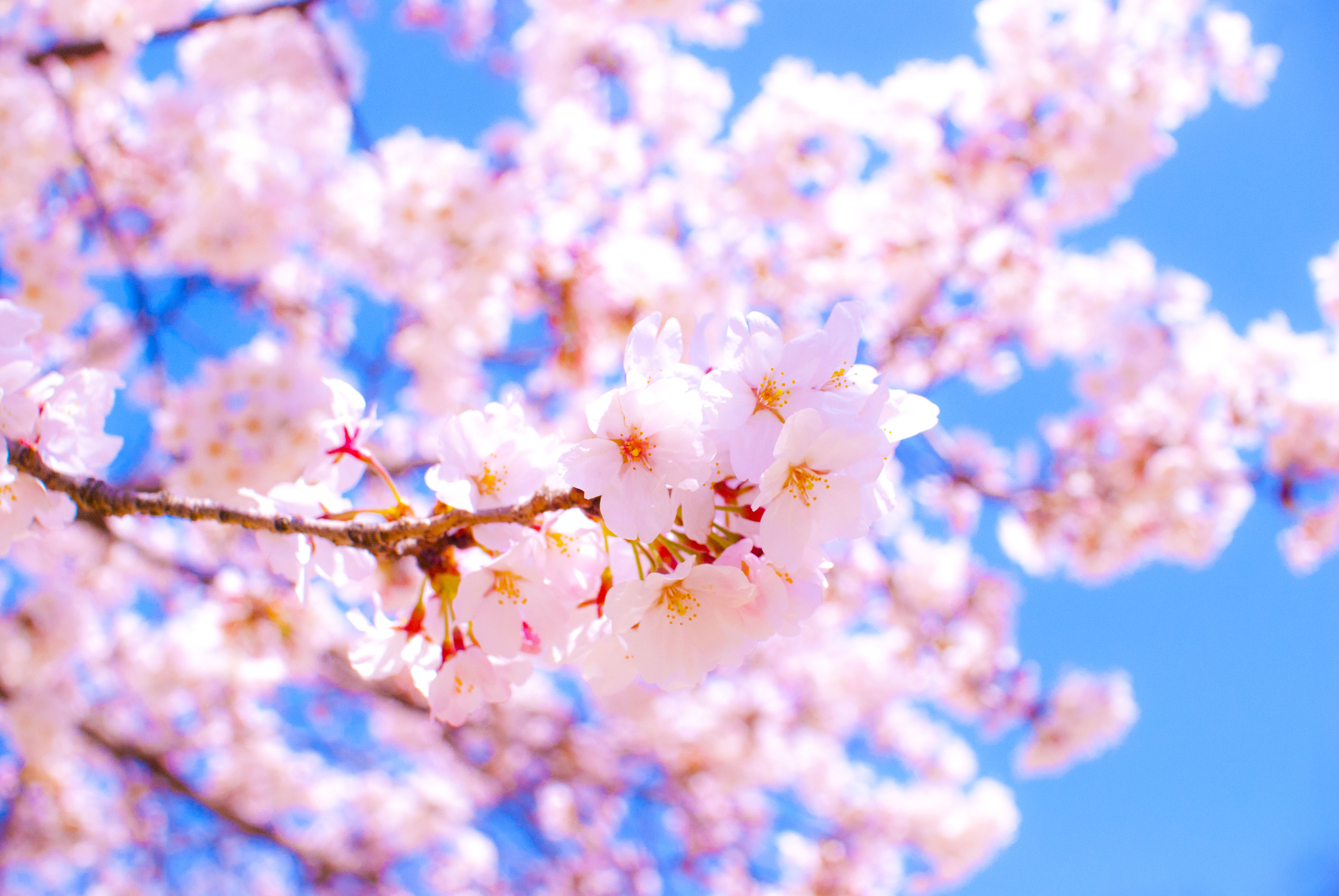 最高桜 壁紙 Pc すべての美しい花の画像